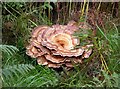 Giant polypore bracket fungus