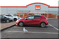 Gull at B&Q