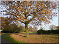 Penrith Road Garden