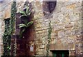 Ferns and ivy on wall