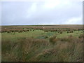 Rough grazing, Kex Gill Moor