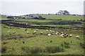 Sheep by Cockshott Bridge