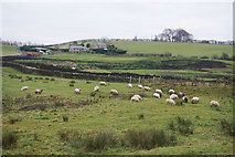 SD8846 : Sheep by Cockshott Bridge by Bill Boaden