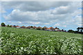 Elvington across a crop of Legumes