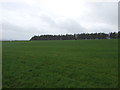 Grazing, Forest Moor