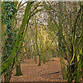 TQ5197 : Wood at Curtismill Green, Navestock by Roger Jones