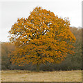 TQ5196 : Winter Oak at Curtismill Green, Navestock by Roger Jones