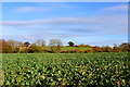 Countryside near Chillington