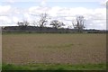 Field, Netley