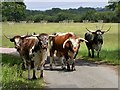 TQ1522 : English longhorn cattle, Knepp Park by Patrick Roper