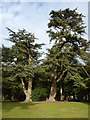 SO8844 : Cedar trees in Croome Park by Philip Halling