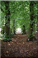 The Elm Avenue at Great Budworth