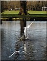 Wandsworth Common gulls