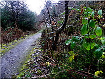H4881 : Path, Gortin Glens Forest Park by Kenneth  Allen
