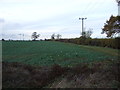 Crop field and hedgerow