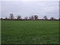 Grassland off Colleys Lane