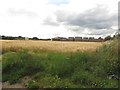 Arable field on the edge of Oulton