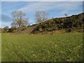 Overgrown quarry spoil