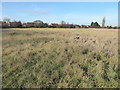 The western edge of Hornchurch Country Park