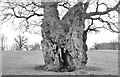 ST8183 : Ancient Oak Tree, Badminton Park, Gloucestershire 2016 by Ray Bird