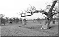 ST8183 : Ancient Oak Trees, Badminton Park, Gloucestershire 2016 by Ray Bird