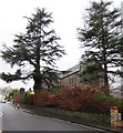 Evergreen trees in St Paul