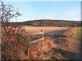 The Chiltern Escarpment from the Icknield Way