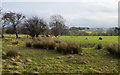 Rough grazing in field corner