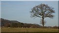 Tree in field