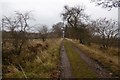 Road to Methven Wood