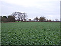 Crop field east of Little Heath Road, Christleton