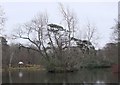 NT4578 : Island of trees, Gosford lake by Jim Barton