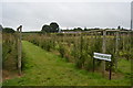 TQ6342 : Gooseberry bushes, Downingbury Farm by N Chadwick