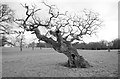 ST8183 : Ancient Tree, Badminton Park, Gloucestershire 2014 by Ray Bird