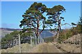 NN8046 : Pines by the track above Croftmoraig by Jim Barton