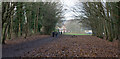 Leaves on old railway route