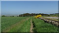 Path leading N towards Balmashanner Hill, Forfar