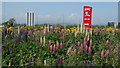 Forfar - KFC sign above a wild bank of lupins