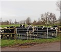 Inquisitive cattle on Scotts Way