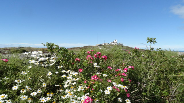 Flowers & view towards Point Lynas Lighthouse, Anglesey 
