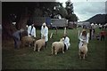 Judging, Abergavenny Show