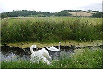 ST4334 : Swans on Butleigh Moor by Nigel Mykura