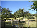 Field by Pett Road, Borden Hill