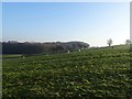 Ridge and furrow field at Champion Carr