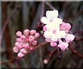 Viburnum x bodnantense 