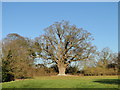 Fine Holm Oak tree on the Langham Hall estate