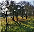 Trees along the southern edge of Braunstone Park