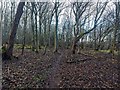 Cawdor - Nairn Path