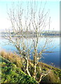 Ash tree, Hollingworth Lake