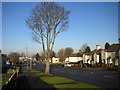 Bare tree on Kempthorne Avenue, Bushbury Hill estate